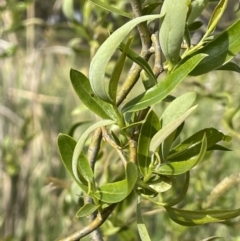 Salix matsudana at Mitchell, ACT - 11 Oct 2021