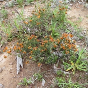 Pultenaea procumbens at Molonglo Valley, ACT - 10 Oct 2021 11:26 AM