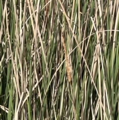 Typha domingensis (Bullrush) at Mitchell, ACT - 11 Oct 2021 by JaneR