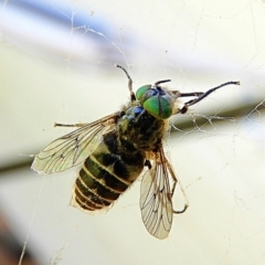 Dasybasis sp. (genus) (A march fly) at Crooked Corner, NSW - 9 Oct 2021 by Milly