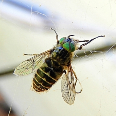 Dasybasis sp. (genus) (A march fly) at Crooked Corner, NSW - 9 Oct 2021 by Milly