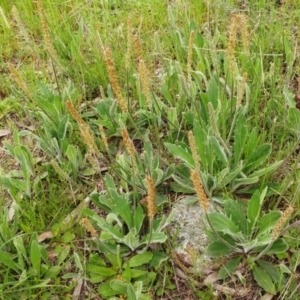 Plantago varia at Holt, ACT - 10 Oct 2021