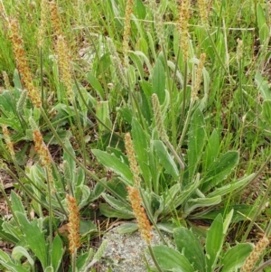 Plantago varia at Holt, ACT - 10 Oct 2021