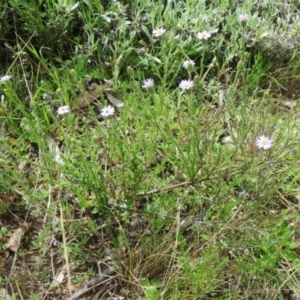 Vittadinia cuneata var. cuneata at Holt, ACT - 10 Oct 2021