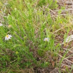 Vittadinia cuneata var. cuneata at Holt, ACT - 10 Oct 2021 11:12 AM