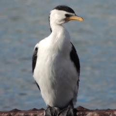 Microcarbo melanoleucos (Little Pied Cormorant) at Merimbula, NSW - 16 Jul 2020 by MichaelBedingfield