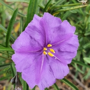 Solanum linearifolium at Stromlo, ACT - 10 Oct 2021 01:01 PM