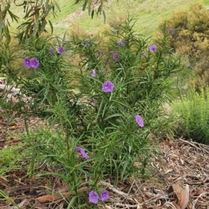 Solanum linearifolium at Stromlo, ACT - 10 Oct 2021 01:01 PM