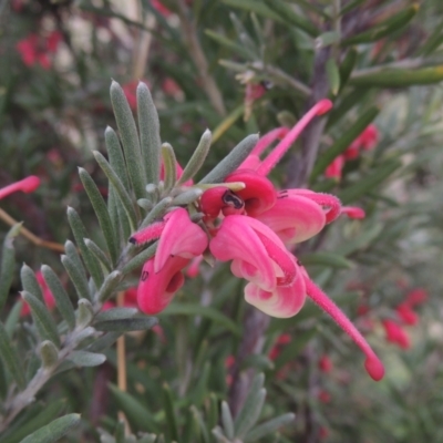 Grevillea lanigera (Woolly Grevillea) at Conder, ACT - 17 Sep 2021 by MichaelBedingfield