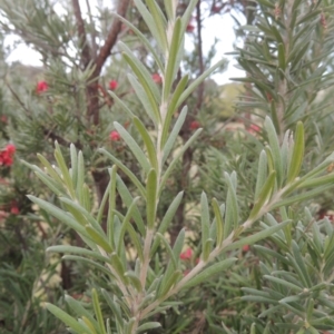 Grevillea lanigera at Conder, ACT - 17 Sep 2021