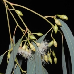 Eucalyptus sideroxylon subsp. sideroxylon (Mugga Ironbark or Red Ironbark) at Calwell, ACT - 16 Sep 2021 by MichaelBedingfield