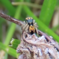 Maratus purcellae (Purcell's peacock spider) at Red Hill, ACT - 10 Oct 2021 by roymcd