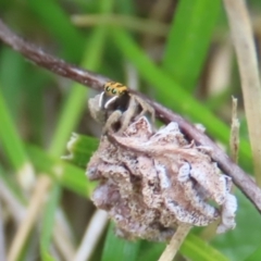 Maratus purcellae at Red Hill, ACT - 10 Oct 2021