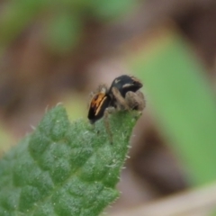 Maratus purcellae at Red Hill, ACT - 10 Oct 2021