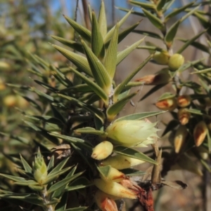 Melichrus urceolatus at Theodore, ACT - 22 Sep 2021