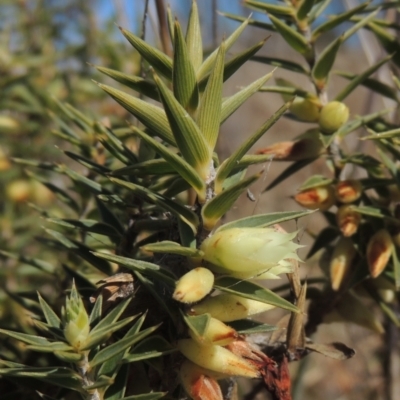 Melichrus urceolatus (Urn Heath) at Theodore, ACT - 22 Sep 2021 by michaelb