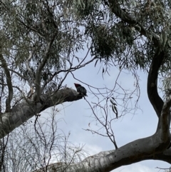 Callocephalon fimbriatum (Gang-gang Cockatoo) at Hackett, ACT - 11 Oct 2021 by KathyandJohn