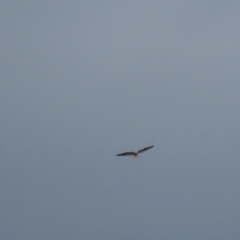 Elanus axillaris at Garran, ACT - 10 Oct 2021