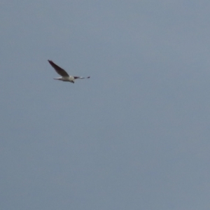 Elanus axillaris at Garran, ACT - 10 Oct 2021