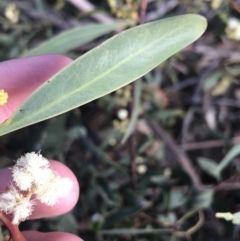 Acacia penninervis var. penninervis (Hickory Wattle) at Acton, ACT - 4 Oct 2021 by Tapirlord