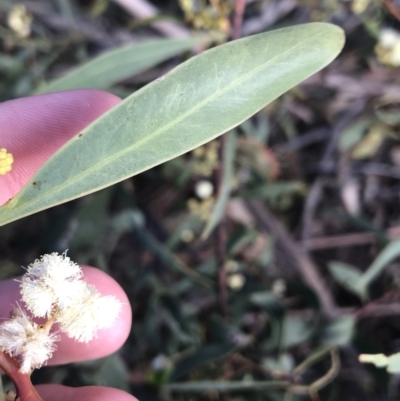 Acacia penninervis var. penninervis (Hickory Wattle) at Acton, ACT - 4 Oct 2021 by Tapirlord