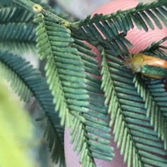 Calomela parilis (Leaf beetle) at ANBG - 4 Oct 2021 by Tapirlord