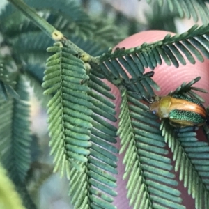 Calomela parilis at Acton, ACT - 4 Oct 2021 05:06 PM