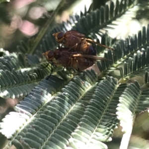 Lauxaniidae (family) at Acton, ACT - 4 Oct 2021