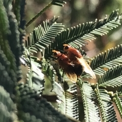 Lauxaniidae (family) at Acton, ACT - 4 Oct 2021