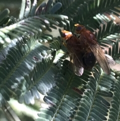 Lauxaniidae (family) at Acton, ACT - 4 Oct 2021