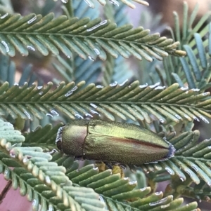 Melobasis propinqua at Acton, ACT - 4 Oct 2021