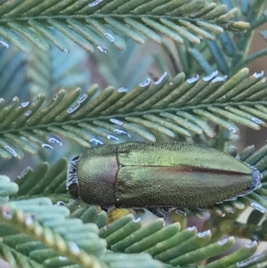 Melobasis propinqua at Acton, ACT - 4 Oct 2021