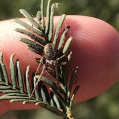 Araneinae (subfamily) (Orb weaver) at Acton, ACT - 4 Oct 2021 by Tapirlord