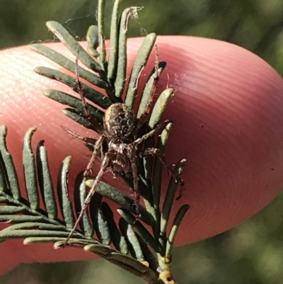 Araneinae (subfamily) (Orb weaver) at Acton, ACT - 4 Oct 2021 by Tapirlord