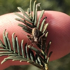 Araneinae (subfamily) at Acton, ACT - 4 Oct 2021 04:59 PM