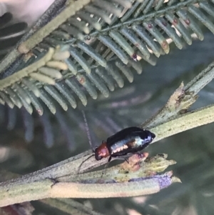 Adoxia benallae at Acton, ACT - 4 Oct 2021