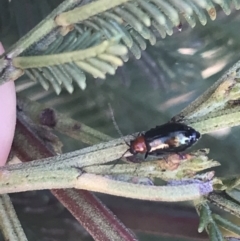 Adoxia benallae at Acton, ACT - 4 Oct 2021 04:54 PM