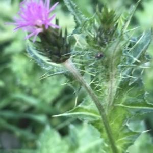 Carduus tenuiflorus at Acton, ACT - 4 Oct 2021