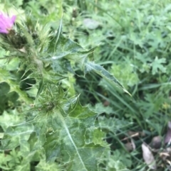 Carduus tenuiflorus at Acton, ACT - 4 Oct 2021