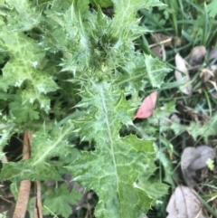 Carduus tenuiflorus at Acton, ACT - 4 Oct 2021