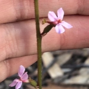 Stylidium graminifolium at Acton, ACT - 4 Oct 2021 04:52 PM