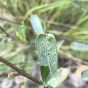 Dodonaea viscosa subsp. cuneata at Watson, ACT - 4 Oct 2021 04:51 PM