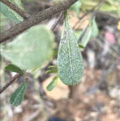 Dodonaea viscosa subsp. cuneata at Watson, ACT - 4 Oct 2021 04:51 PM