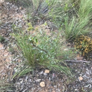 Dodonaea viscosa subsp. cuneata at Watson, ACT - 4 Oct 2021 04:51 PM