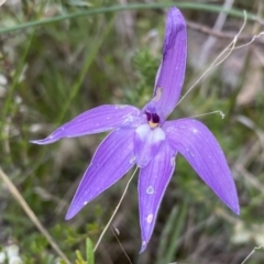 Glossodia major (Wax Lip Orchid) at Tuggeranong Hill - 11 Oct 2021 by Shazw