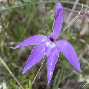 Glossodia major at Conder, ACT - suppressed