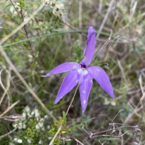 Glossodia major at Conder, ACT - suppressed