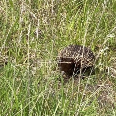 Tachyglossus aculeatus (Short-beaked Echidna) at Chapman, ACT - 11 Oct 2021 by DonLimn