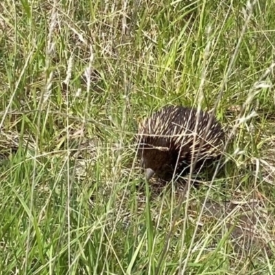 Tachyglossus aculeatus (Short-beaked Echidna) at Cooleman Ridge - 11 Oct 2021 by DonLimn