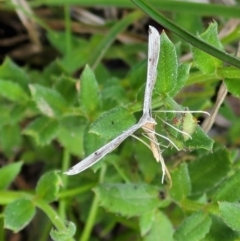 Platyptilia celidotus (Plume Moth) at Cook, ACT - 11 Oct 2021 by tpreston